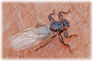 Vilka symptom får man av älgflugor?